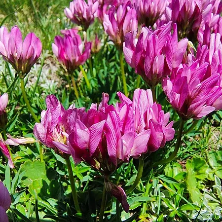 슈벤디보덴 아파트