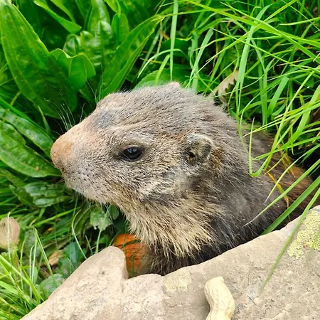 아파트 슈벤디보덴 *