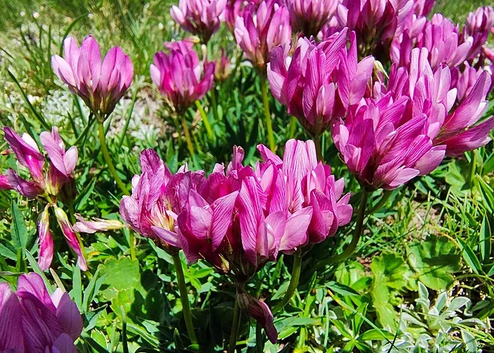 Schwendiboden Apartment