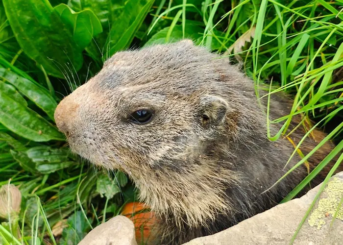 Appartement Schwendiboden *
