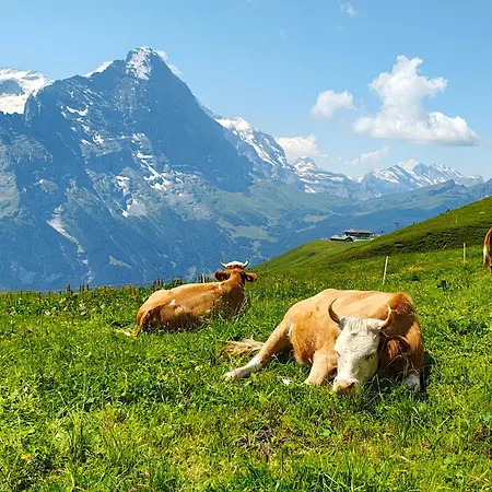 Schwendiboden Lejlighed Grindelwald
